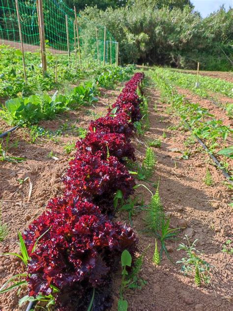 Alface roxa Preço 0 50 un Loja da Reforma Agrária