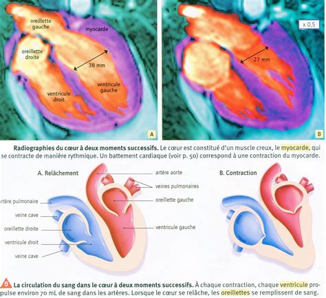 Chapitre La Circulation Du Sang Site De Cours De Coll Ge Et Lyc E