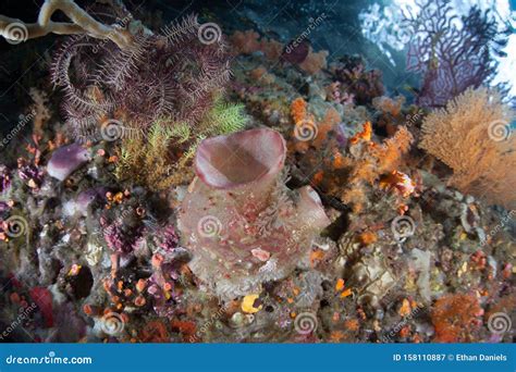 Colorful Marine Invertebrates on Coral Reef in Indonesia Stock Image ...