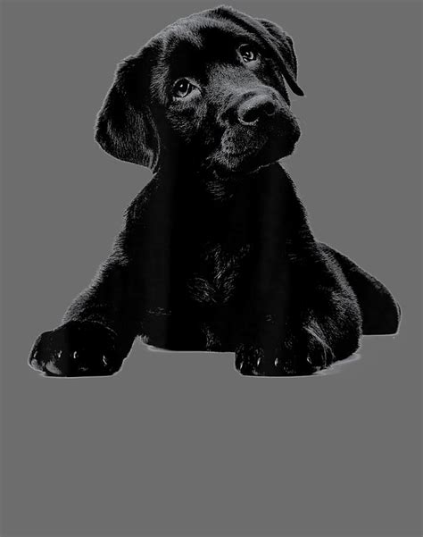 Cute Black Lab Puppy Dog Animal Lover Digital Art By Thinh Con Le