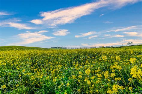 Wiesen Und Bauernhof Im Fr Hling Bild Kaufen Lookphotos