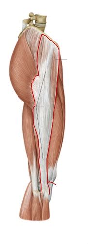 Knie Muskeln Karteikarten Quizlet