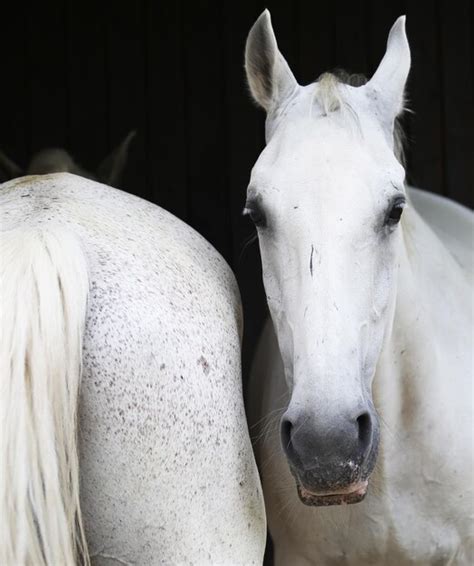 Premium Photo | Portrait of white horse