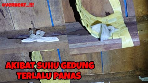 Penyebab Sarang Burung Walet Pecah Pecah Kecil Dan Jatuh Ke Lantai