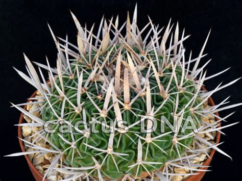 Echinofossulocactus Phyllacanthus V Violaciflorus SB 112 San Juan