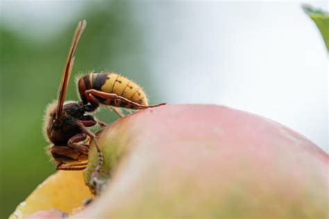 Hornet Stings: Treatment, Prevention, First Aid | Garfield Pest Control