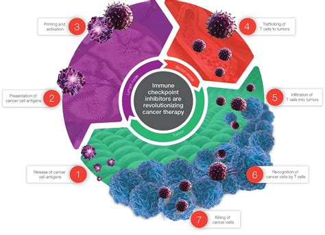 The Cancer-Immunity Cycle | Thermo Fisher Scientific - US