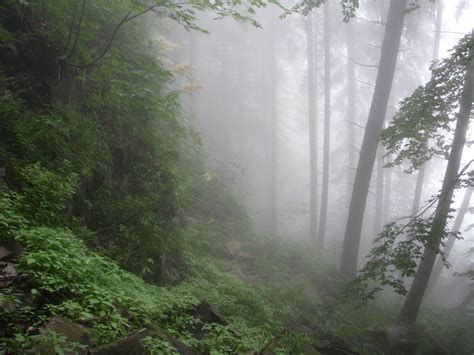 Foggy forest, photo, #1350144 - FreeImages.com