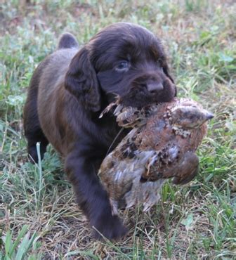 Boykin Spaniel Info, Temperament, Puppies, Pictures