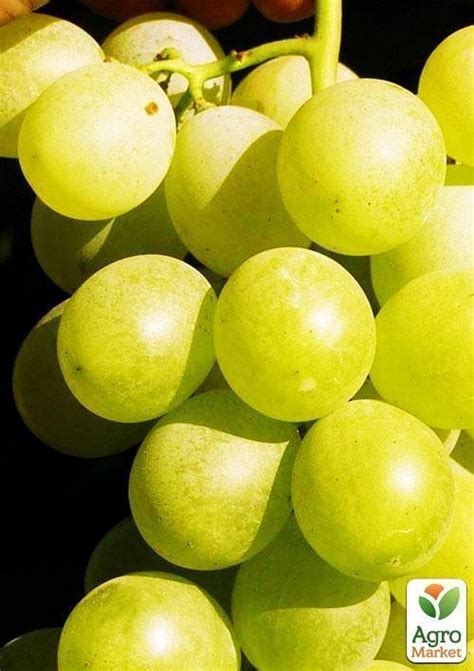 ВИНОГРАД АНТОНИЙ ВЕЛИКИЙ: купить саженцы винограда антоний великий в ...