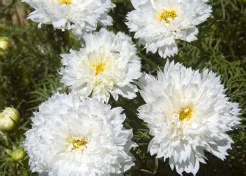 Double Click Snow Puff Blanc Cosmos Clause Home Garden