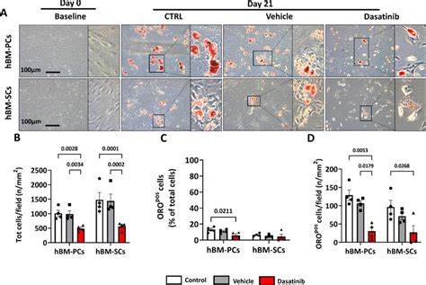 Dasatinib Inhibits BM Adipogenesis In Vitro A ORO Staining Following