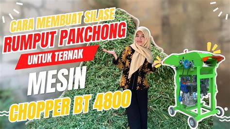 Cara Membuat Silase Rumput Pakchong Menggunakan Mesin Chopper Bt