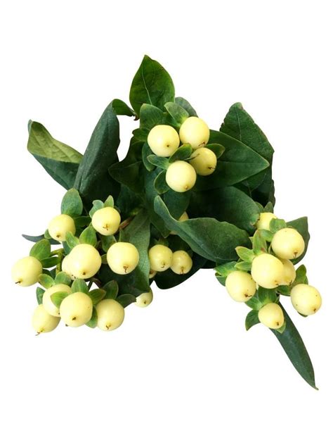 Hypericum günstig kaufen auf - bezahlbare-blumen.de
