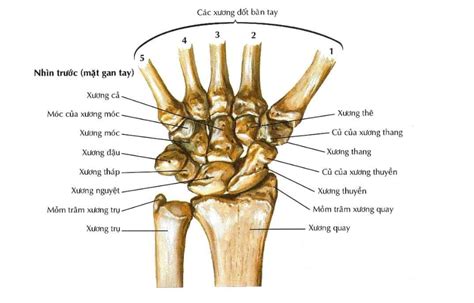 Giải Phẫu Xương Chậu Cấu Trúc Chức Năng Và Bệnh Lý Thường Gặp