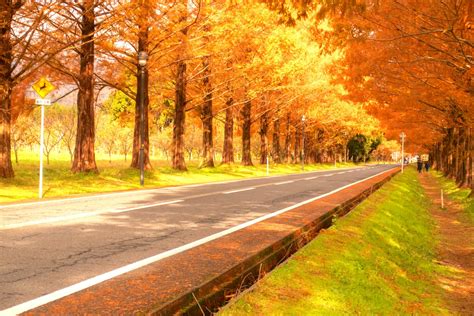 秋冬の絶景トンネル。滋賀県「メタセコイア並木道」紅葉の街路 Trip Editor