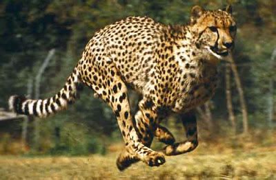 Cheetah Running Wallpapers, Running Cheetah - My Style