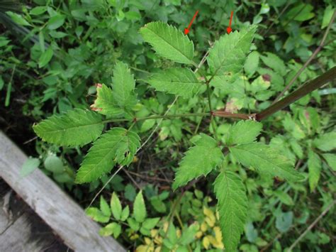 Cicuta maculata (Beaver Poison, Cowbane, Poison Hemlock, Poison Parsnip ...