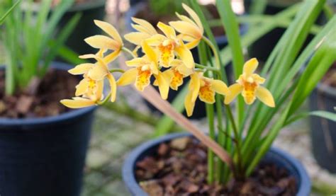 Topo Imagem Orqu Dea Cymbidium Gosta De Sol Br Thptnganamst Edu Vn