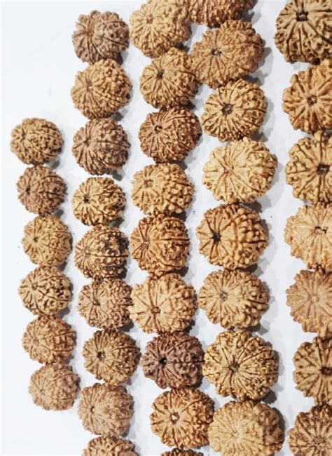 Wholesale Price Natural 11 Mukhi Nepali Rudraksha 10 Piece Astrology