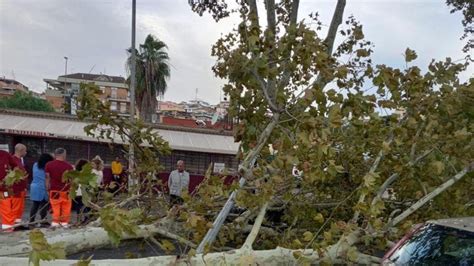 A Roma Forti Raffiche Di Vento 80 Interventi Vigili Del Fuoco Albero