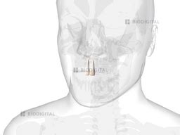 Maxillary central incisor | BioDigital Anatomy