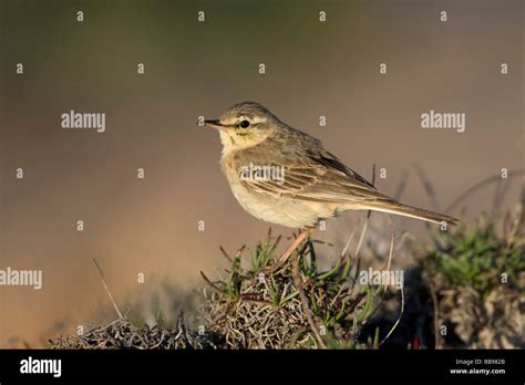 Tawny Pipit Anthus Campestris Stock Photo Alamy