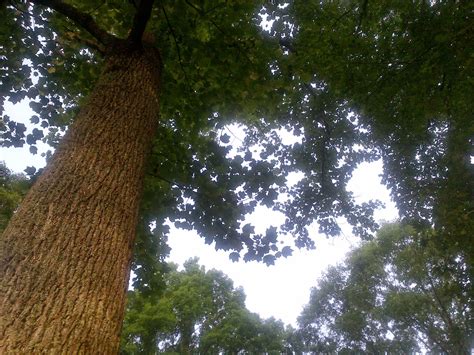 Webutante In Tennessee Tulip Poplars Reign Mightest Among Hardwood Trees