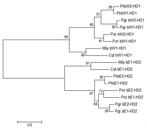 Unrooted Tree Displaying The Molecular Phylogenetic Relationship Of