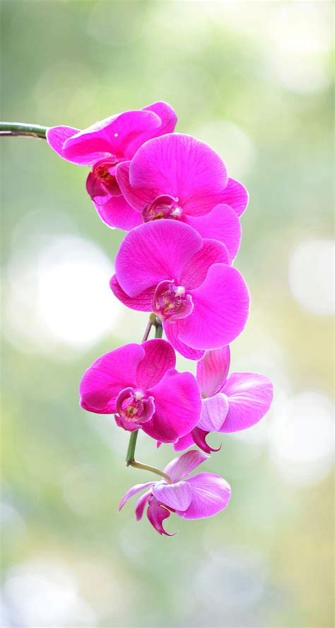 83 Wallpaper Hd For Mobile Orchids For FREE - MyWeb