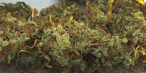 What's the rarest weed strain? | APE Premium Cannabis