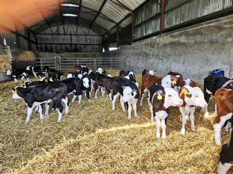 When And How To Wean Dairy Beef Calves Free