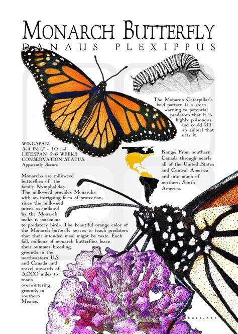 Monarch Butterfly Poster Infographic Etsy