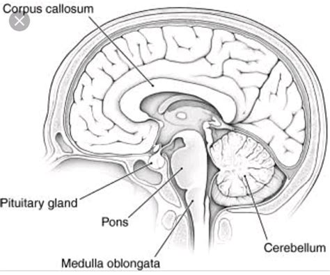 Medulla Oblongata Controls Involuntary Functions