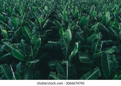 Aerial View Banana Trees Growing Field Stock Photo 2066674745