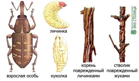 Жук долгоносик. Как бороться и избавиться от долгоносика фото.