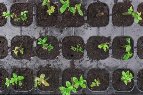 Blueberry Propagation Blueberry Genetics Genomics Laboratory