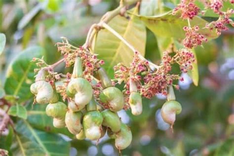 How To Grow Your Cashew Tree