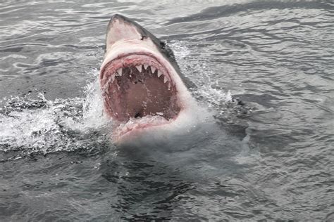 America's One Fatal Shark Attack of 2022 - Newsweek