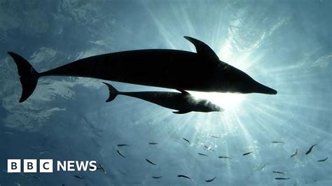 Japan Experts Suspect Lonely Dolphin Behind Rise In Attacks