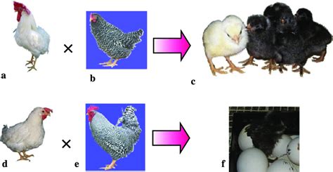 Generation Of Donor Derived Offspring By The Germline Chimeras By