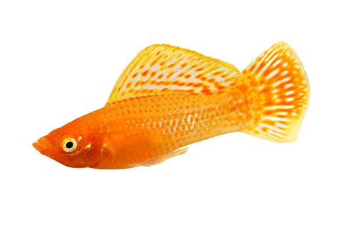 Molly Fish Care: Diet, Tank Setup & More | Petco