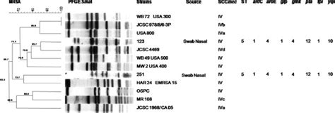 Dendrogram Of Pulsed Field Gel Electrophoresis Patterns Of The Two Mrsa