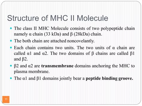 MHC Major Histocompactibility Complex Definition Classification