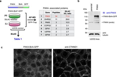 Workflow Of SILAC Enriched Analysis Of PAK4 Proximal Proteins A