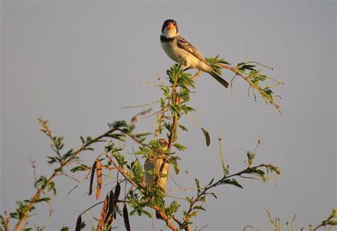 Foto golinho Sporophila albogularis Por Samuel Fonsêca Wiki Aves