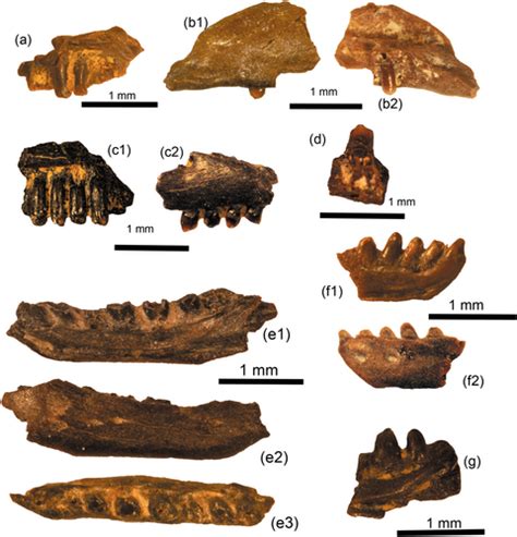 Lizards and amphisbaenians (Reptilia, Squamata) from the middle Eocene of Mazaterón (Soria ...