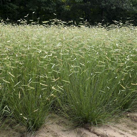 Ornamental Grasses — Ornamental Grasses