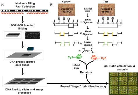 Comparative Methylation Hybridization Experimental Design Learn