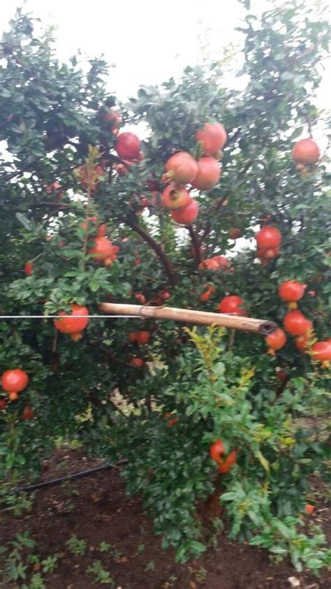 Bhagwa Sinduri Dadam Plant At Rs 9 Bag Pomegranate Plants In